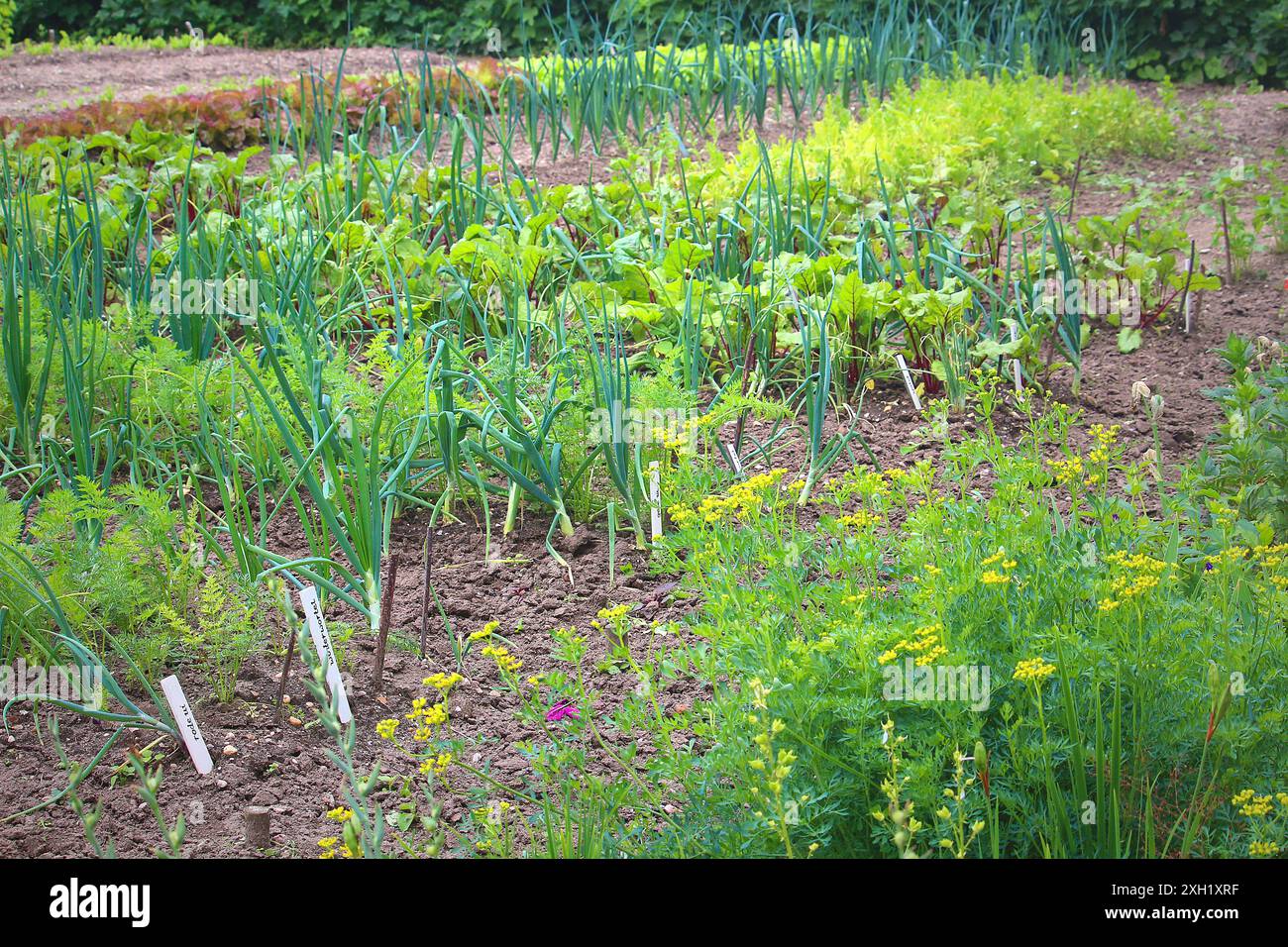 Aiuole con piante vegetali come cipolla, carote, bietole, insalata (Gheldria, Paesi Bassi) Foto Stock