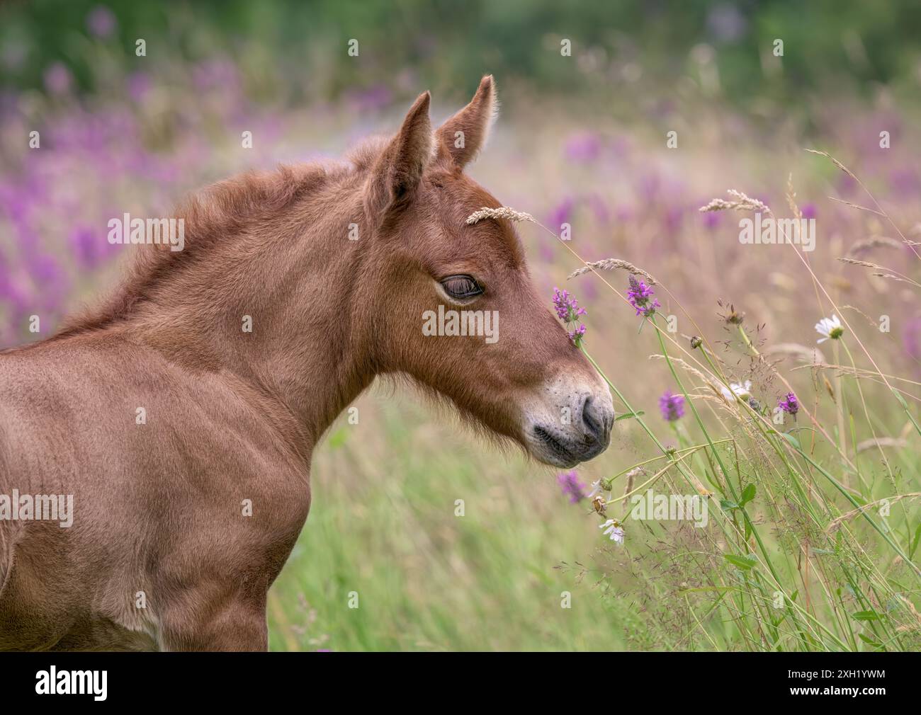 Simpatico puledro islandese, un ritratto della testa di pesce rosso marrone in un prato fiorito di primavera Foto Stock