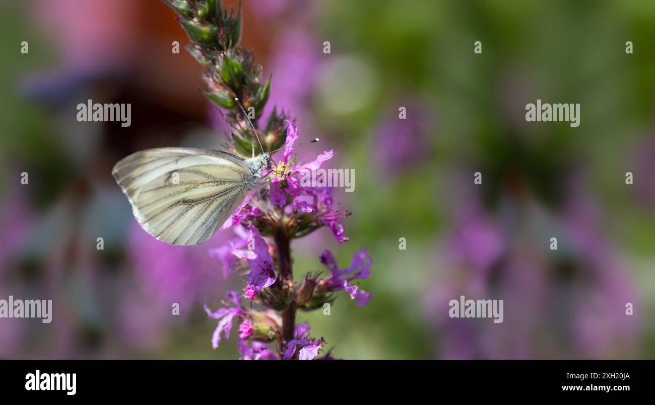 Piccola farfalla bianca o Pieris rapae su fiore viola Loosestrife o Lythrum con sfondo sfocato. Concentrarsi sulla testa e sulle antenne Foto Stock