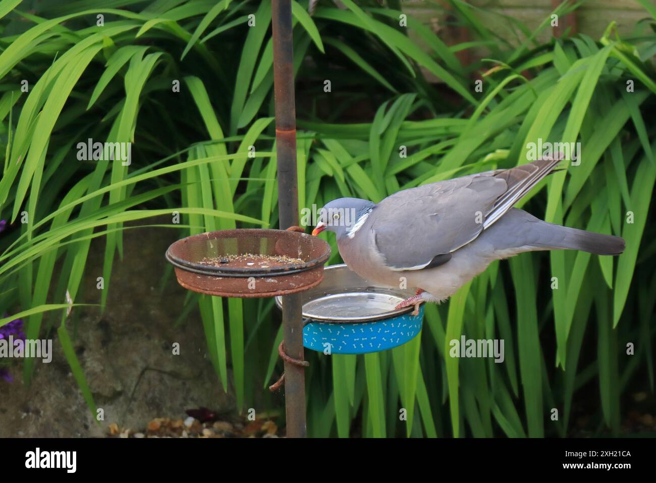 Un grande piccione appollaiato su un piccolo piatto d'acqua su un alimentatore per uccelli da giardino. Foto Stock