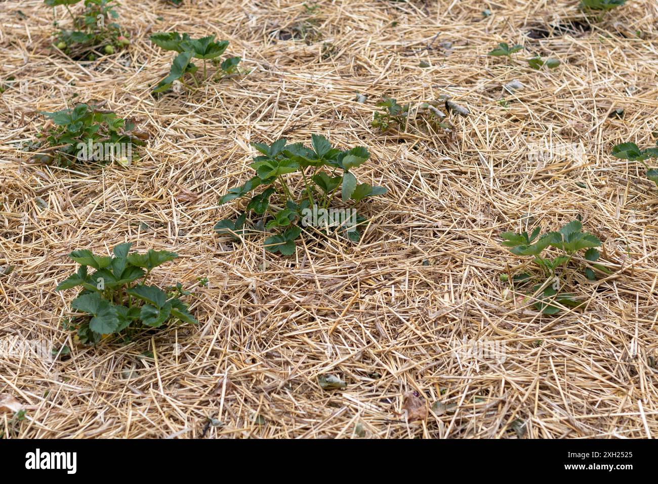 Piante di fragole a Straw Mulch Foto Stock