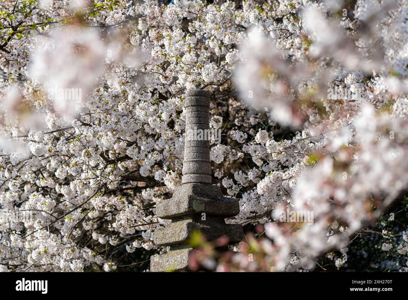 Pagoda giapponese presso il bacino di marea di Washington DC, circondata e incorniciata da fiori di ciliegio in primavera Foto Stock