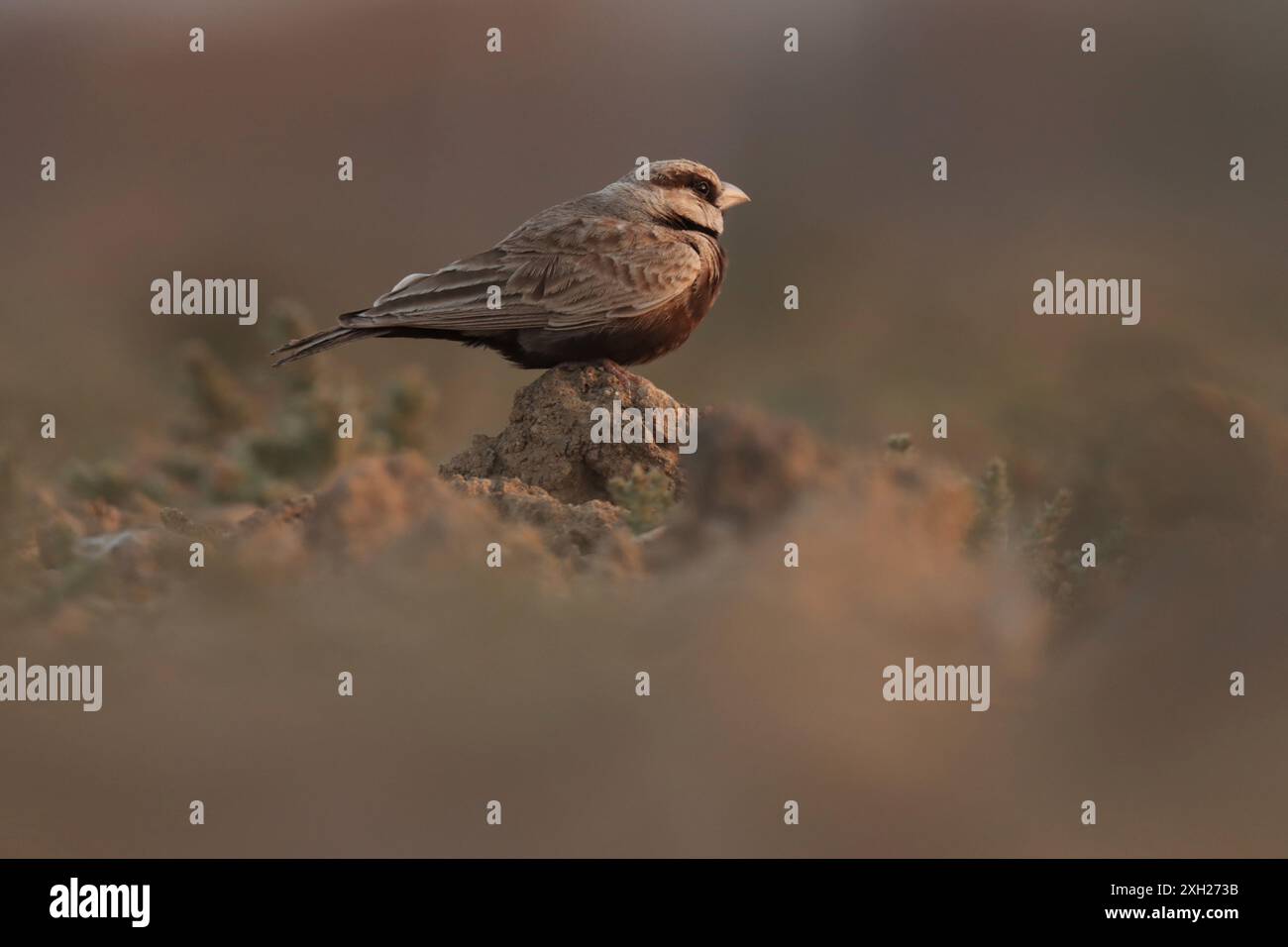Piccolo uccello grigio appollaiato a terra. Foto Stock