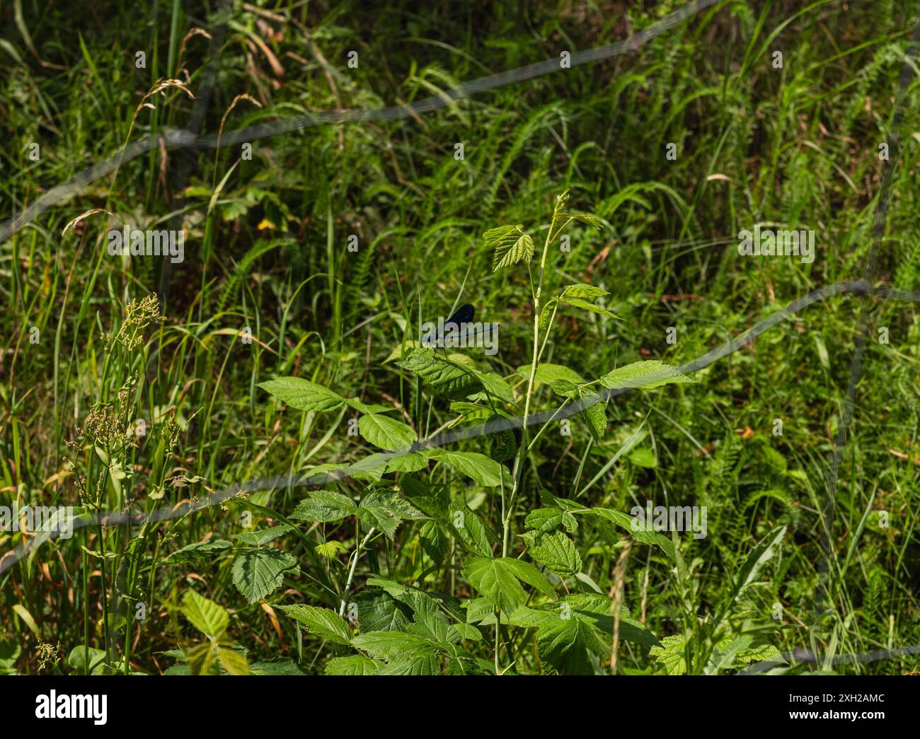 Libellula blu seduta su una foglia verde in una giornata di sole Foto Stock