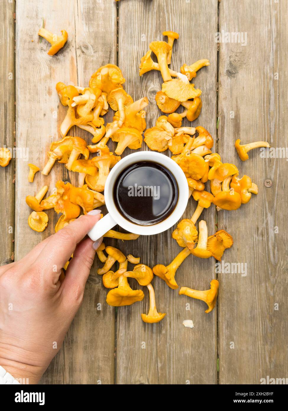 la mano regge una tazza bianca di caffè, tè intorno a molti funghi forestali sullo sfondo di vecchi funghi Foto Stock