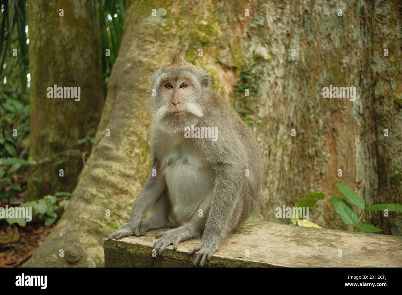 Una femmina Macaca fascicularis scimmia è seduta vicino a grandi alberi nella foresta tropicale Foto Stock
