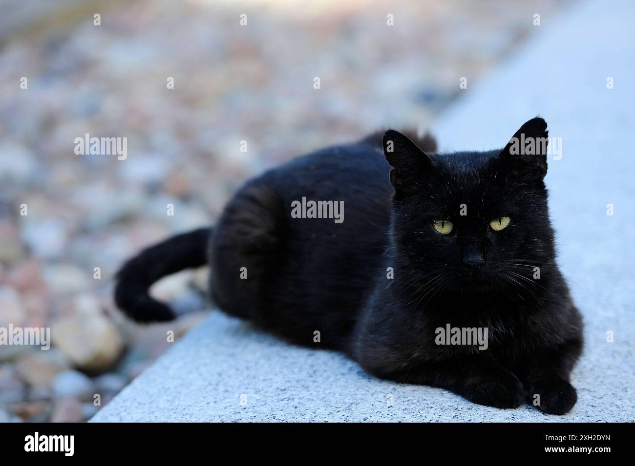 animali, gatto, orecchio, emozione, vuoto, espressione, occhi, giovani, domestici, animali domestici, gatto domestico, naturale, fauna selvatica, animali, gatto, orecchio, Foto Stock