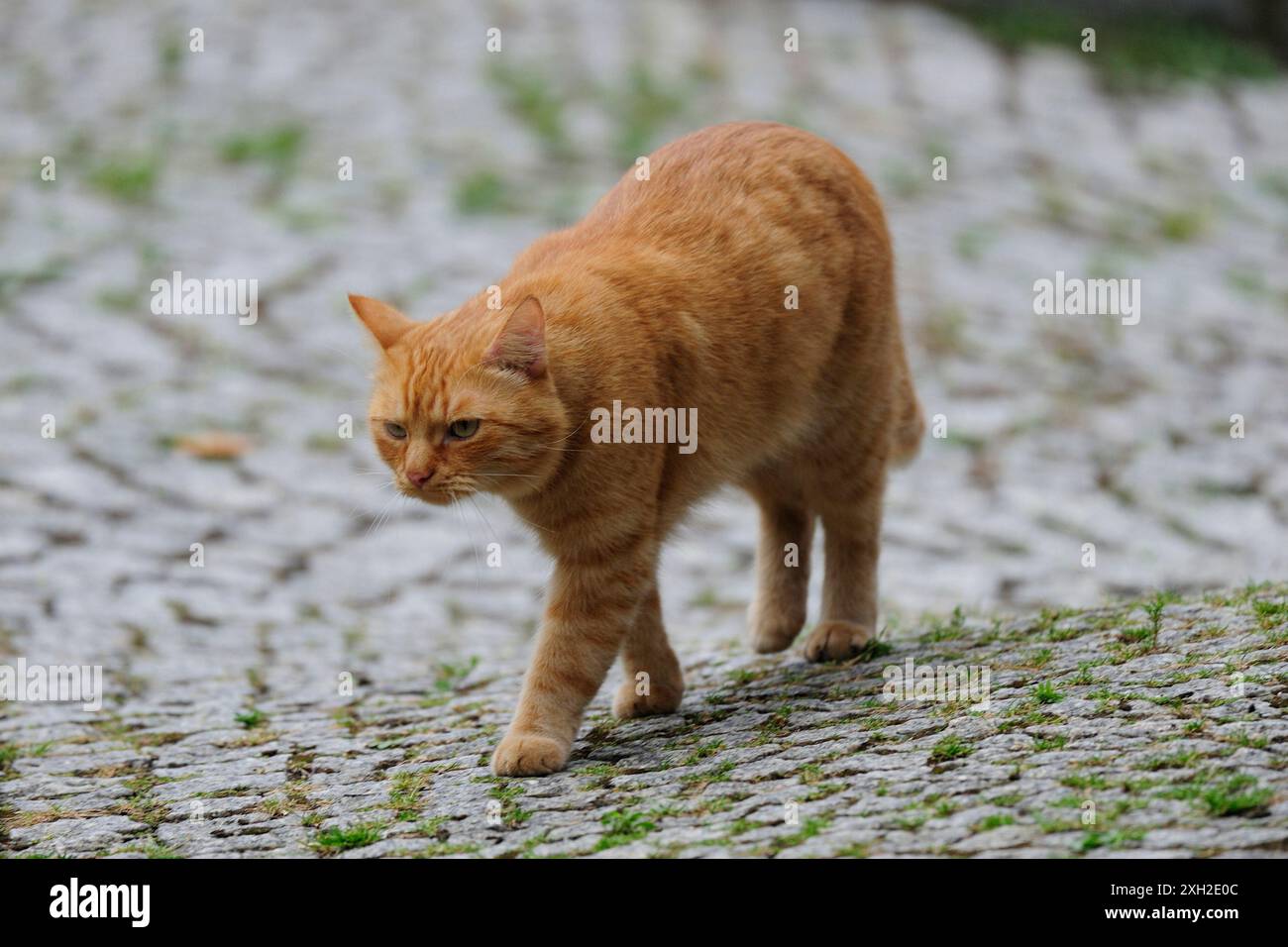 animali, gatto, orecchio, emozione, vuoto, espressione, occhi, giovani, domestici, animali domestici, gatto domestico, gatti domestici, natur, fauna selvatica, animali, gatto, orecchio, Foto Stock