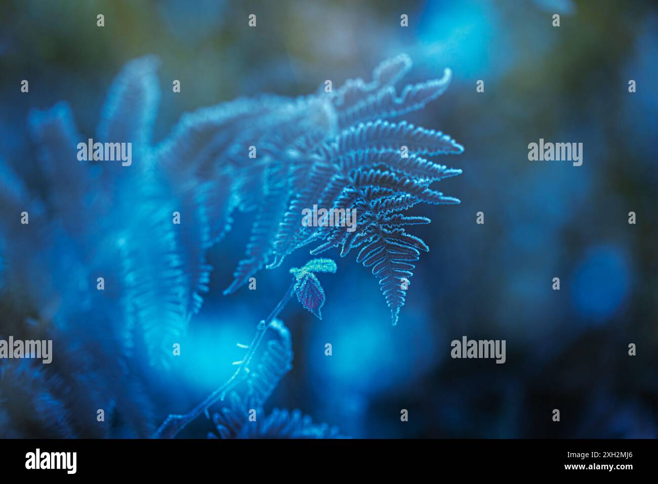 Primo piano di foglie di felce secche ricoperte di gelo durante la giornata invernale fredda e nebbiosa. Messa a fuoco selettiva. Orizzontale. Foto Stock