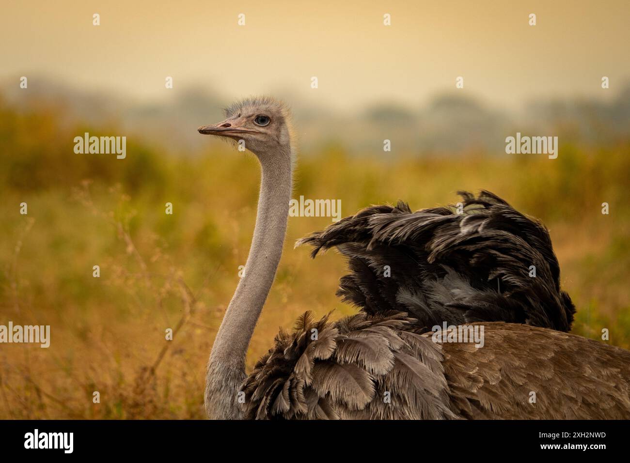 Struzzo nel Parco Nazionale di Tarangire Foto Stock