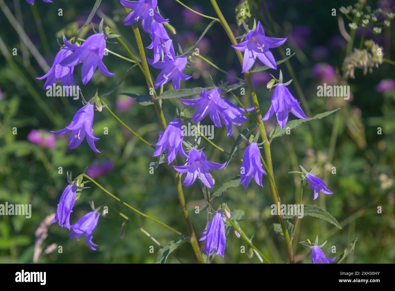 Campanula rapunculoides, conosciuta con i nomi comuni di campanello strisciante, fiorellino di campanello rin, campanello di rover, campanello di giardino, campanello strisciante, purp Foto Stock