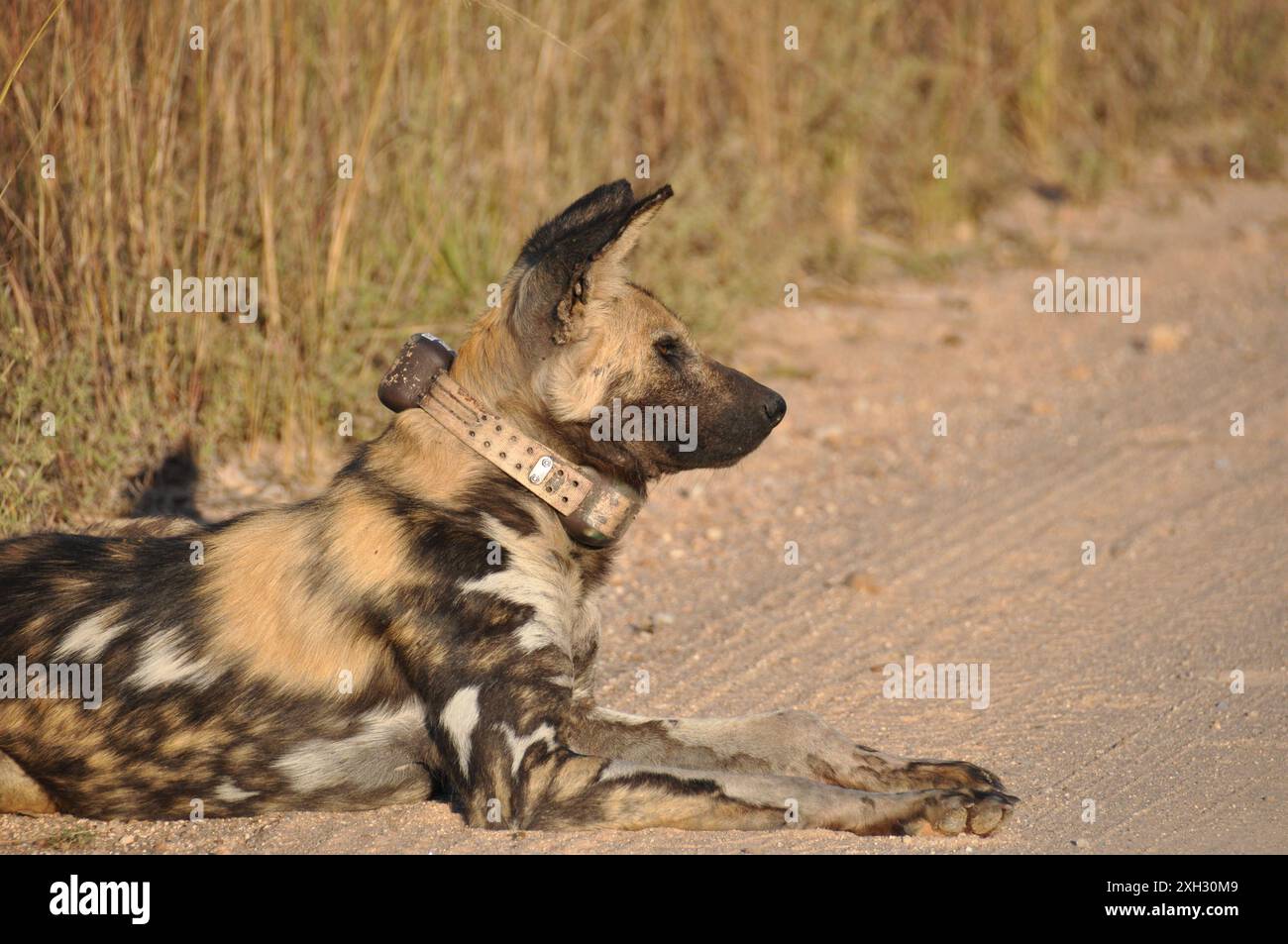 Un cane selvatico viene rintracciato! Foto Stock