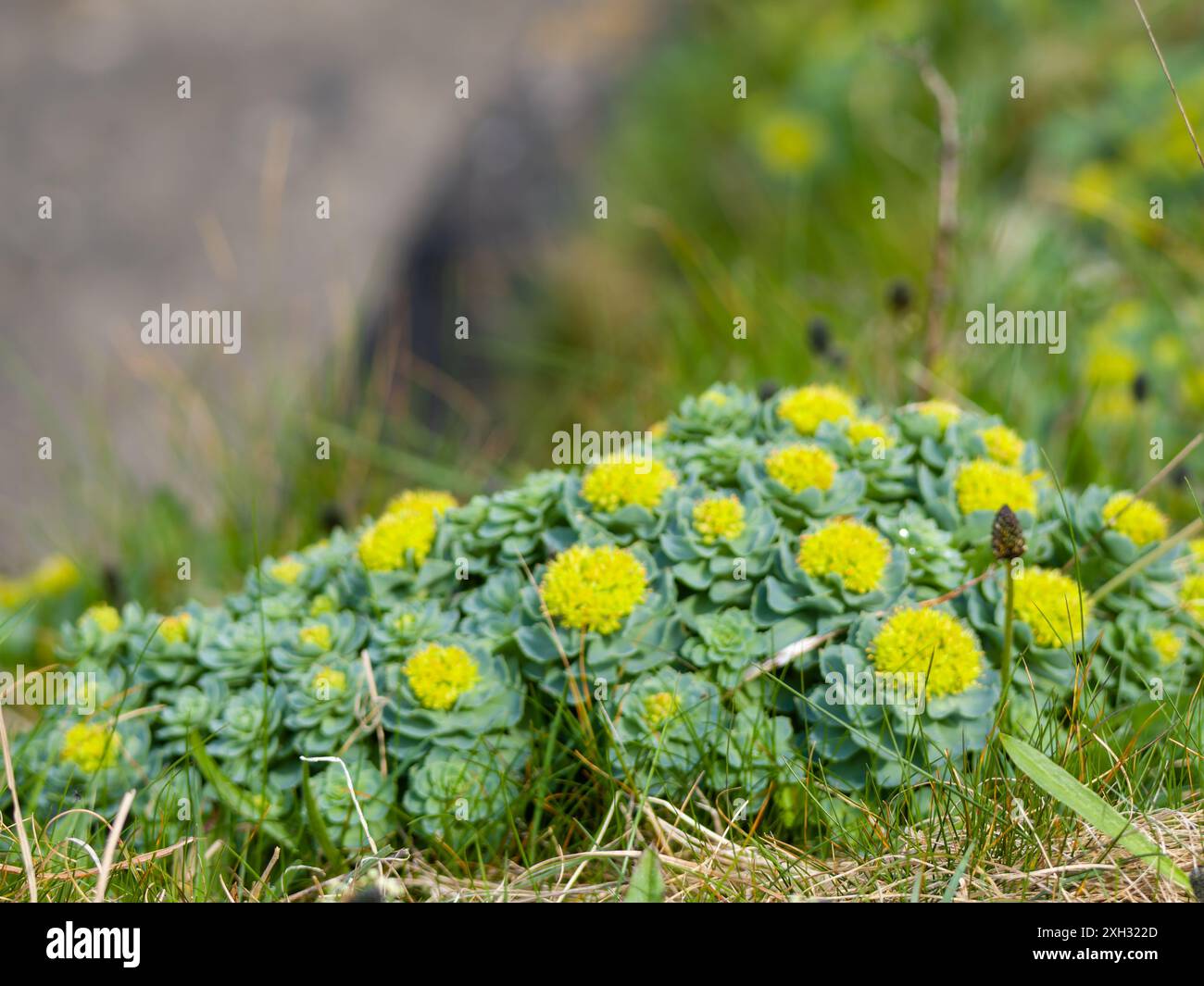 Rhodiola rosea, comunemente nota come radice d'oro, radice di rosa, roseroot, canna d'Aronne, radice artica, corona del re, lignum rodium, orpina rosa. Foto Stock