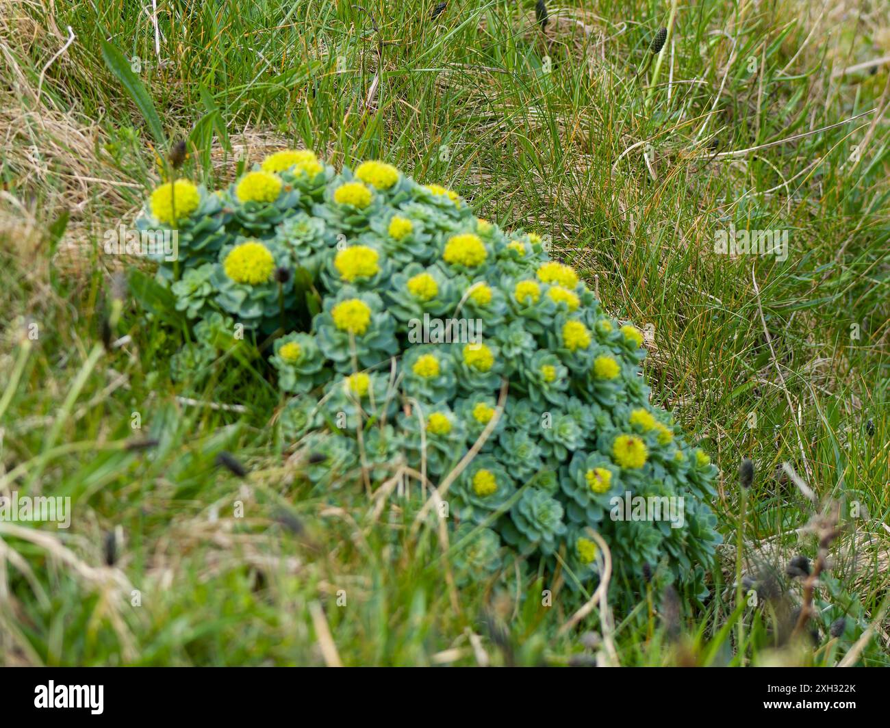 Rhodiola rosea, comunemente nota come radice d'oro, radice di rosa, roseroot, canna d'Aronne, radice artica, corona del re, lignum rodium, orpina rosa. Foto Stock