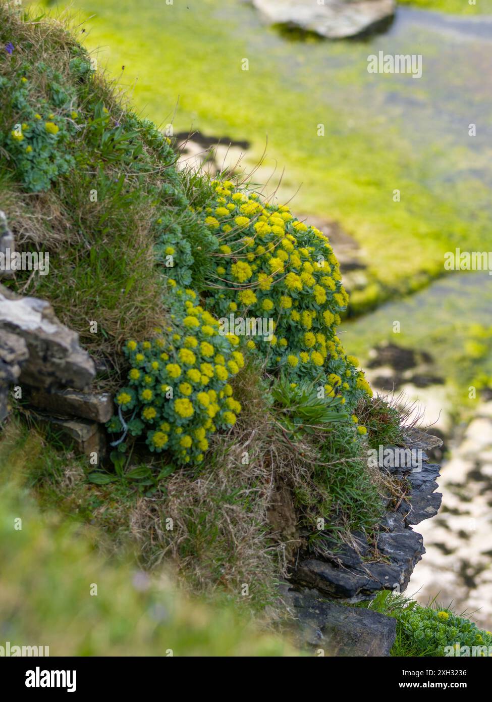 Rhodiola rosea, comunemente nota come radice d'oro, radice di rosa, roseroot, canna d'Aronne, radice artica, corona del re, lignum rodium, orpina rosa. Foto Stock
