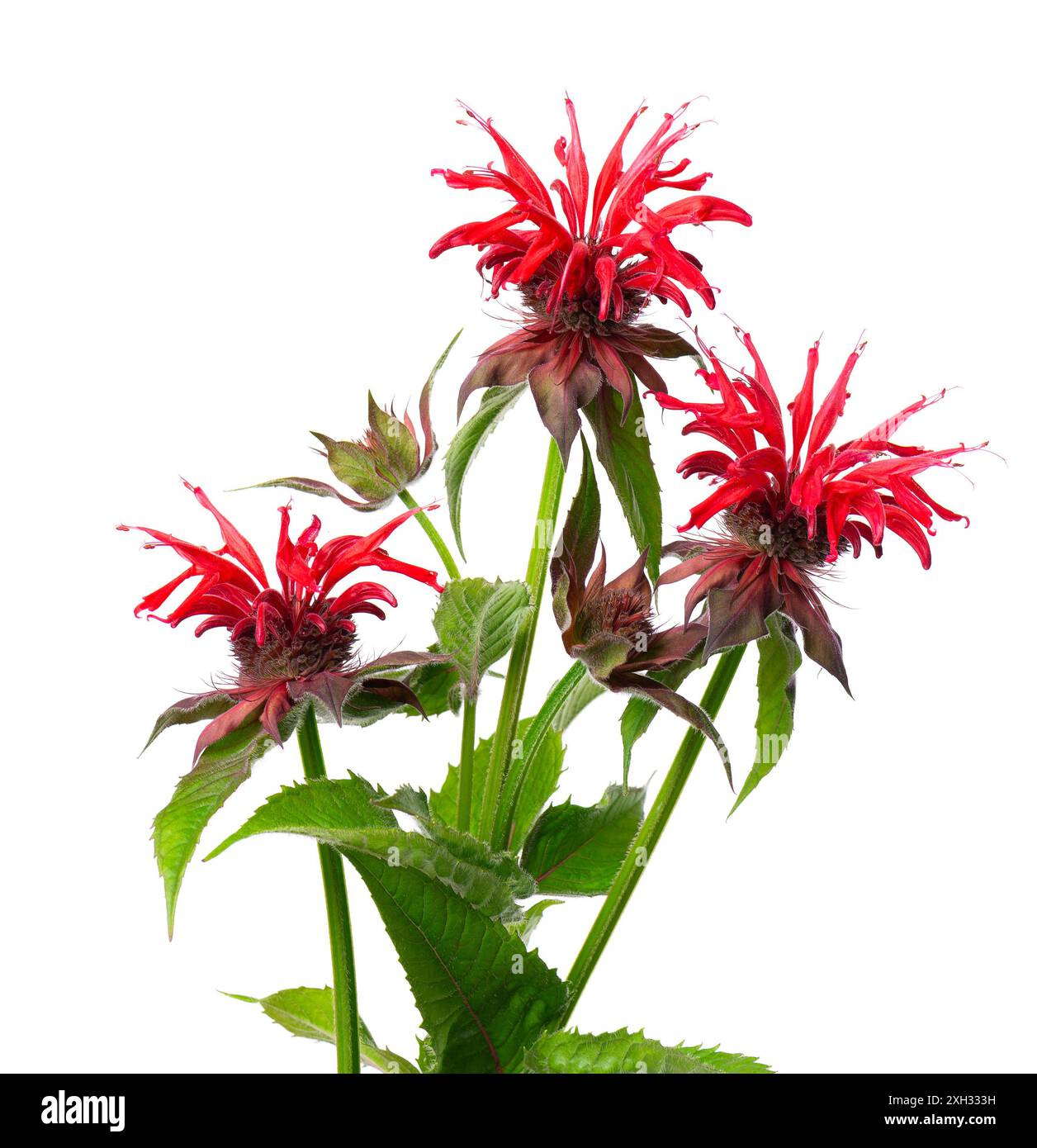 Fiori di Monarda isolati su sfondo bianco. Fiori di bergamotto. Tè Oswego, beebalm scarlatto Foto Stock