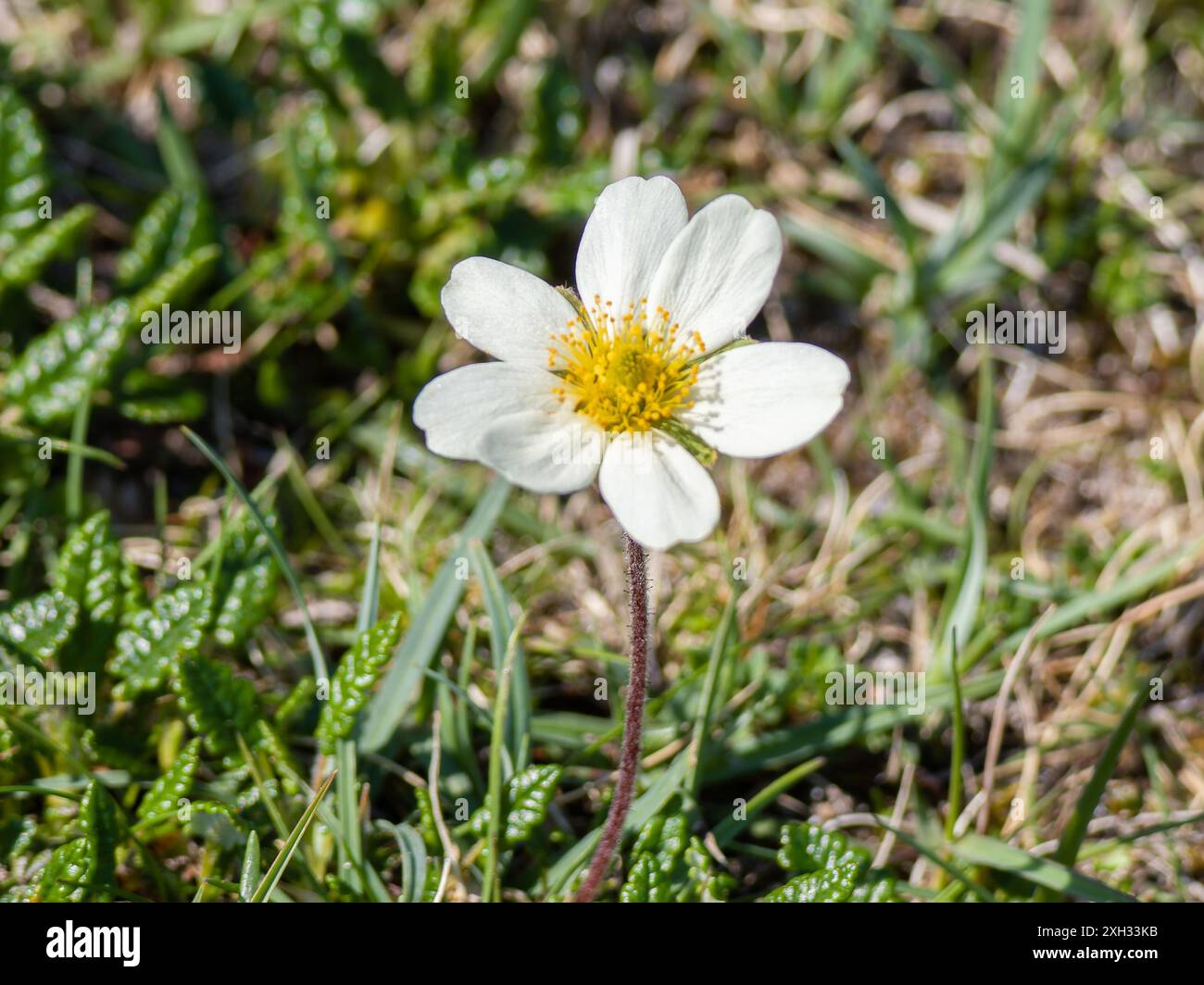 Dryas octopetala, comunemente noto come avens di montagna, avens di montagna di ottupetali, drya bianchi o dryad bianchi. Foto Stock