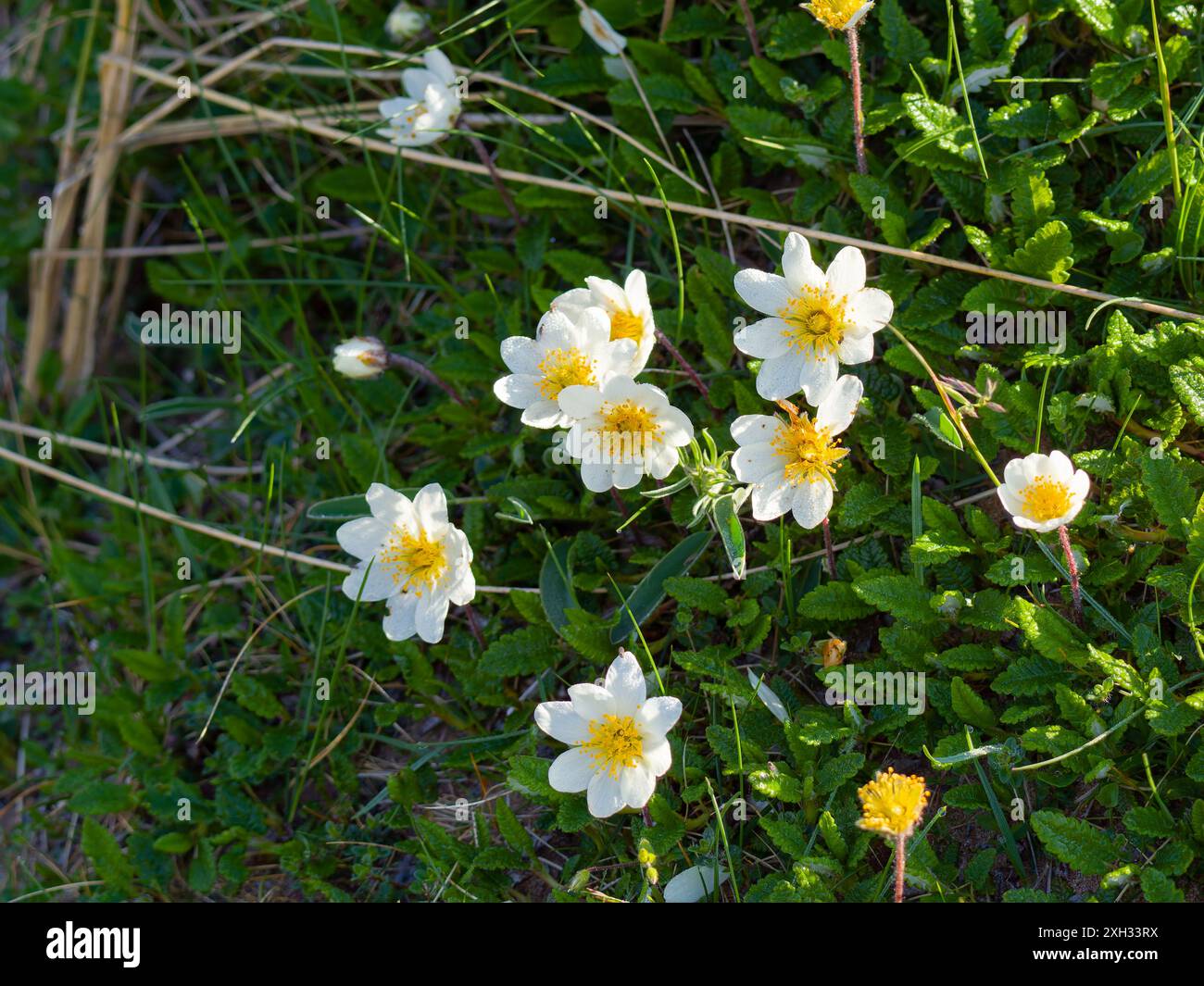 Dryas octopetala, comunemente noto come avens di montagna, avens di montagna di ottupetali, drya bianchi o dryad bianchi. Foto Stock