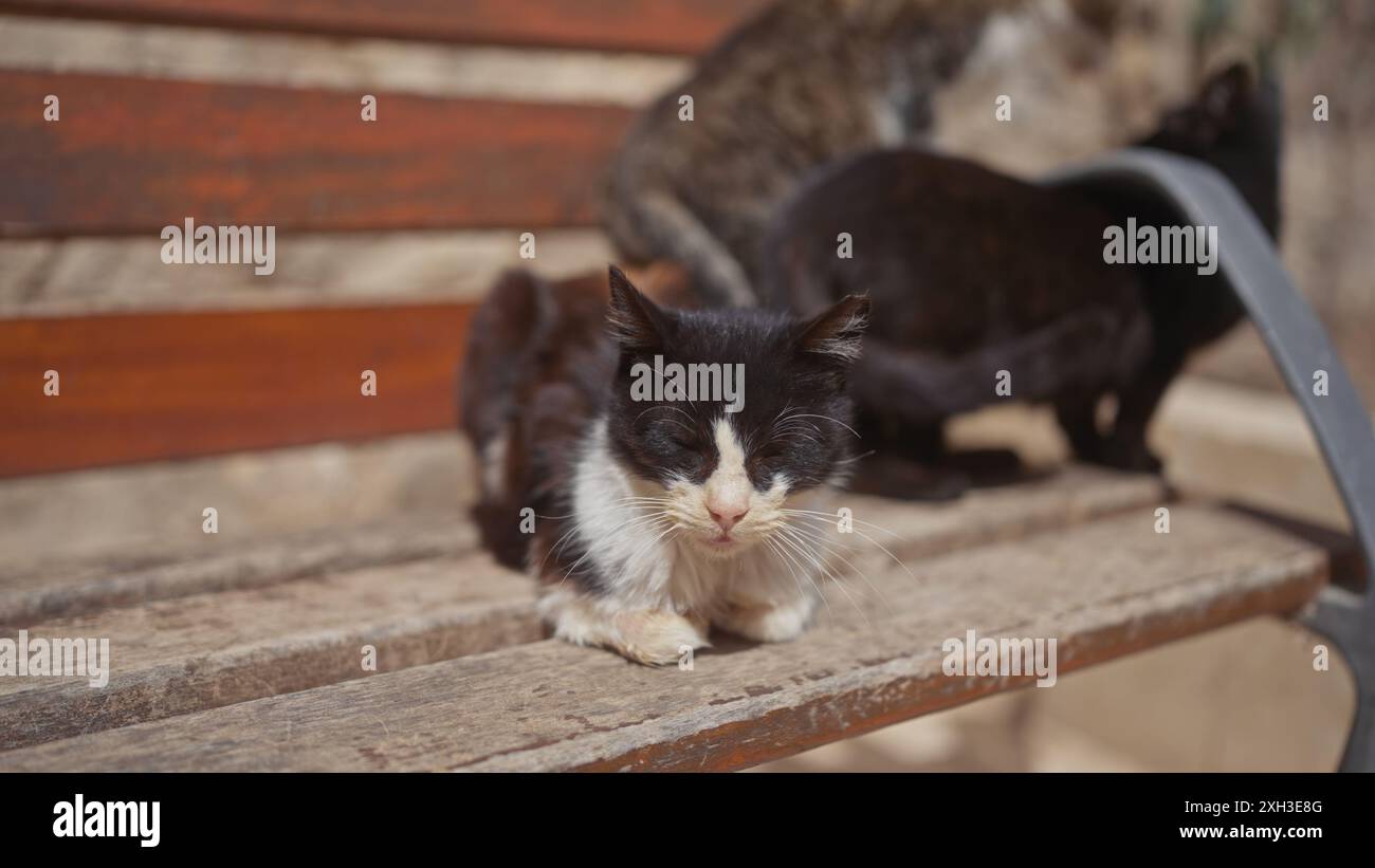 Il gatto Tuxedo che nuota tranquillamente su una panchina di legno con altri due felini sullo sfondo all'aperto. Foto Stock