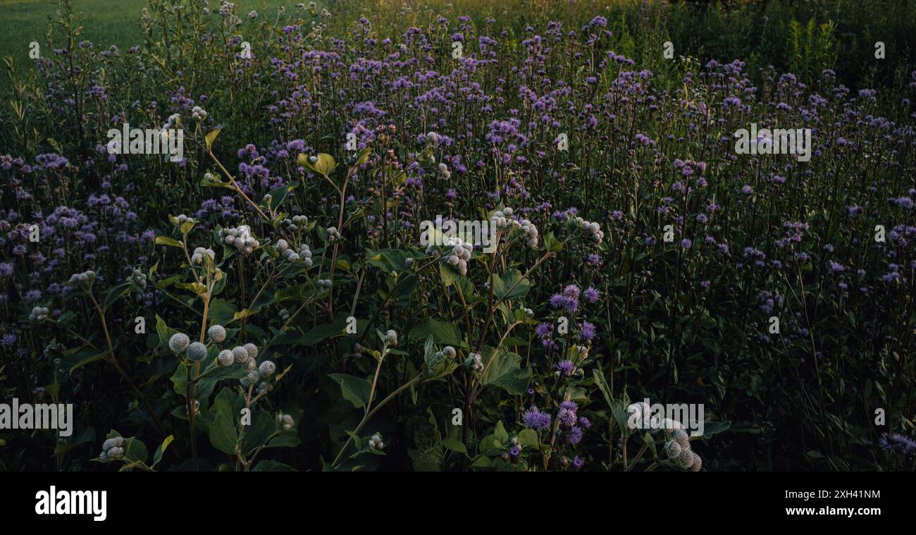 Un prato pieno di fiori viola. Che segreto questo fiore viola ha un cardo che fiorisce. Foto Stock