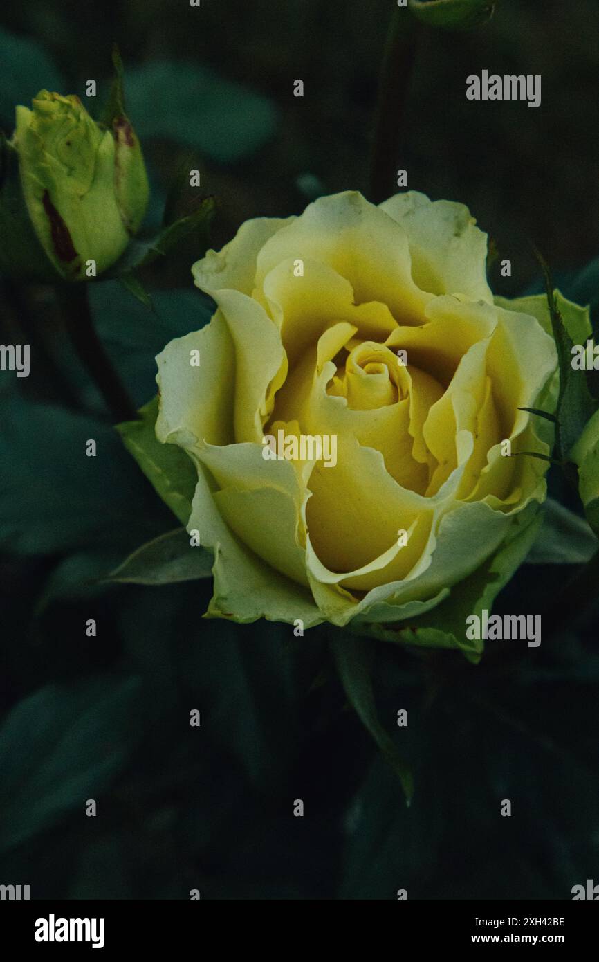 Dolce e bella rosa principessa fiorita. Fiore di rosa verde tenue e giallo opaco. Foto Stock