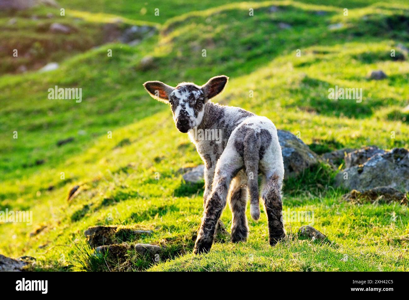 Agnello primaverile in piedi nel prato erboso della fattoria di collina inglese Foto Stock