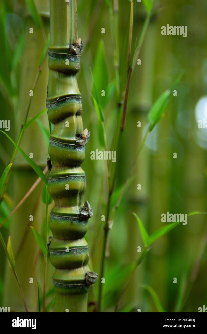 Il bambù è un materiale da costruzione sostenibile ed ecocompatibile e viene sempre più impiegato nella costruzione di abitazioni ed edifici. Foto Stock