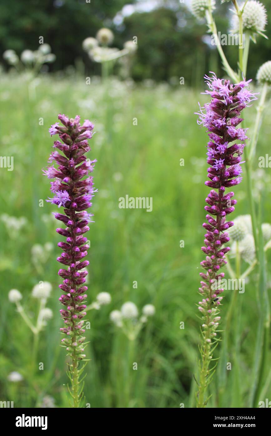 Due ammassi stellari della prateria a Bunker Hill Woods a Chicago, Illinois Foto Stock
