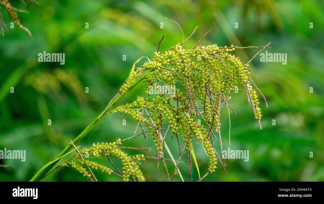 Baccan Carex (seme di cremisi). Questa pianta è una specie di pianta da fiore della famiglia delle Cyperaceae, con una distribuzione diffusa in subtropi Foto Stock