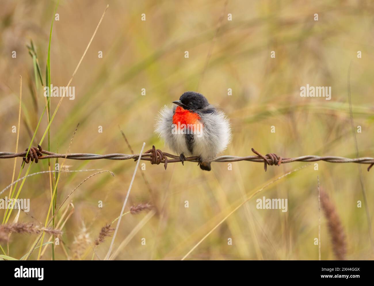 Mistletoebird (Dicaeum hirundinaceum) si gonfiò nel vento freddo appoggiandosi su filo spinato con uno sfondo naturale disinnestato. Granite Belt, Queensland, Au Foto Stock