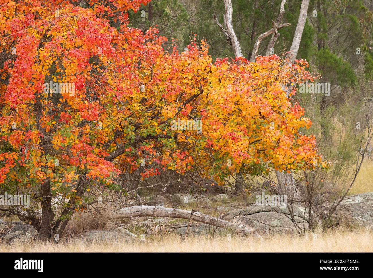 Colori vivaci di un albero che cambia colore nella regione vinicola Granit Belt in autunno in Australia. Foto Stock