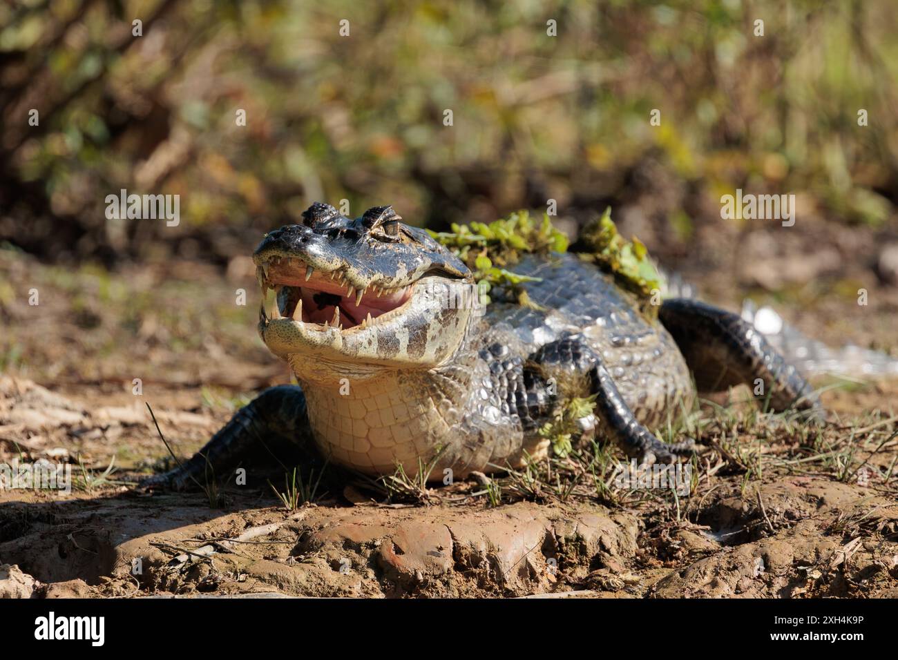 Il pericolo si nasconde sul bordo delle acque tropicali del Pantanal brasiliano, mentre un caimano vigile (coccodrillo Caiman) attende pazientemente per un pasto. Foto Stock