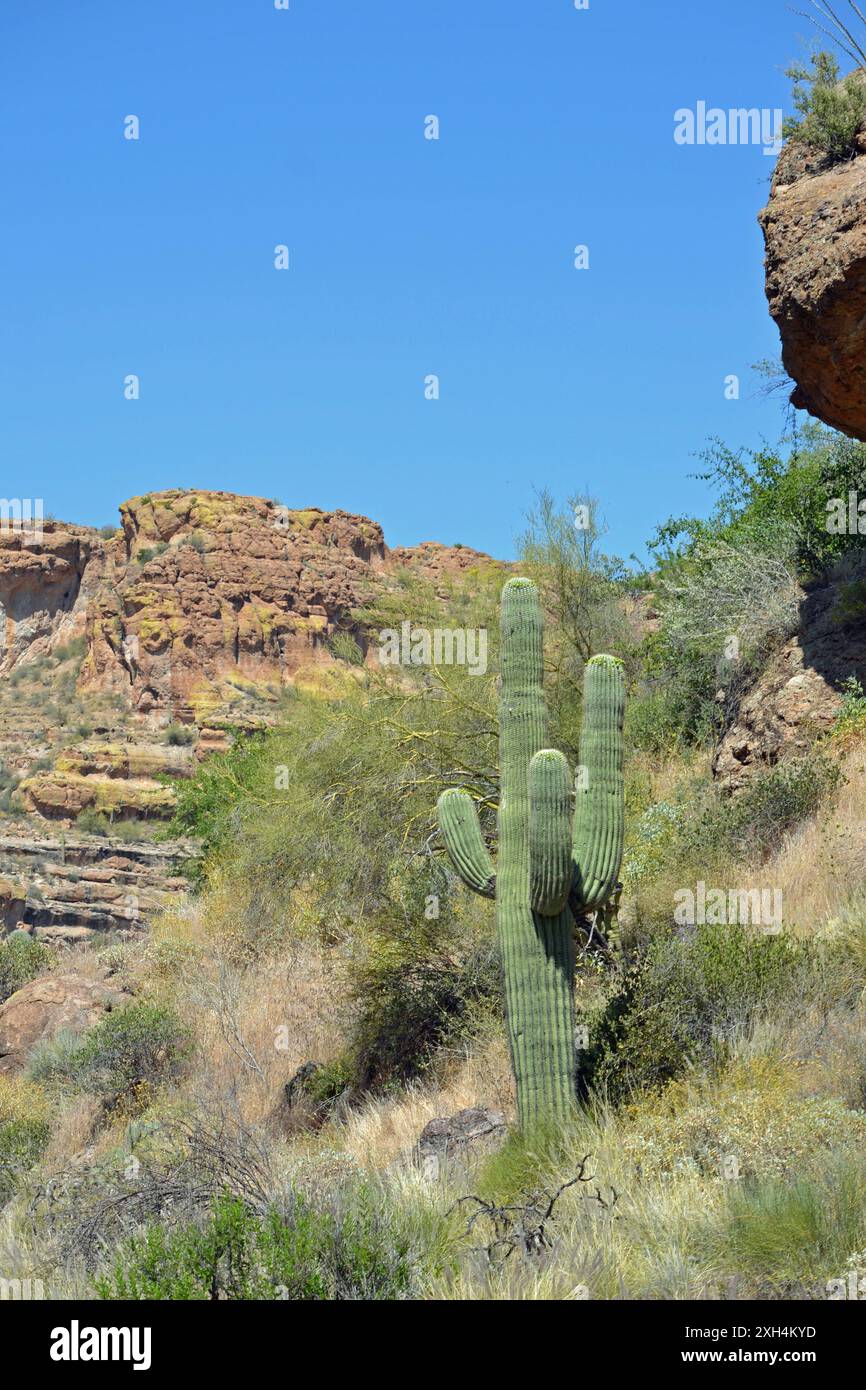 Un Cactus Saguaro con quattro braccia si erge sul lato di una montagna sullo sfondo del cielo blu in Arizona. Foto Stock