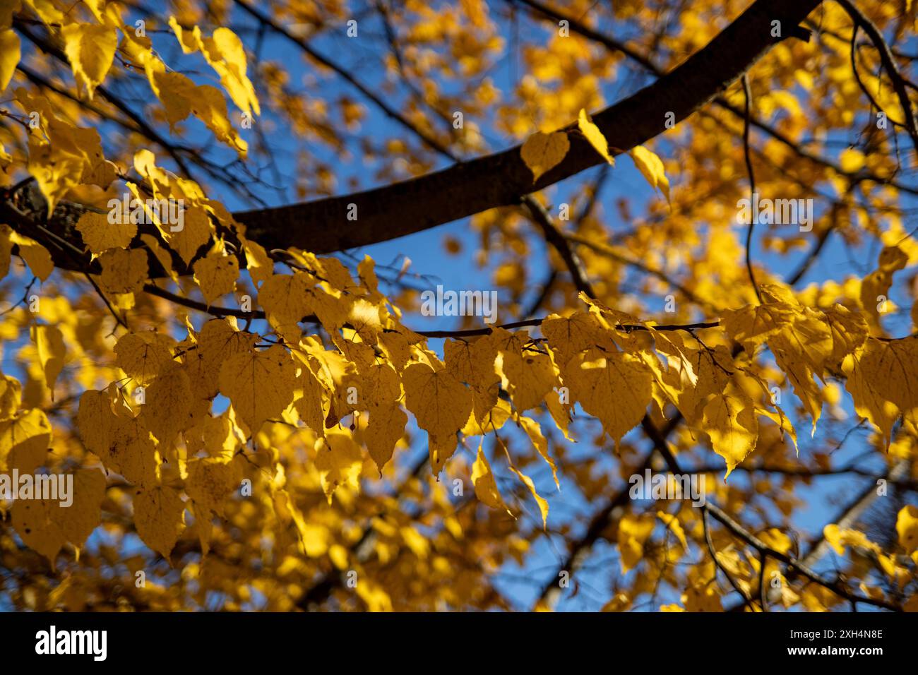 Le foglie autunnali giallo-dorato - vibranti contro un cielo azzurro limpido - rami di alberi decidui - trasformano stagionalmente. Presa a Toronto, Canada. Foto Stock