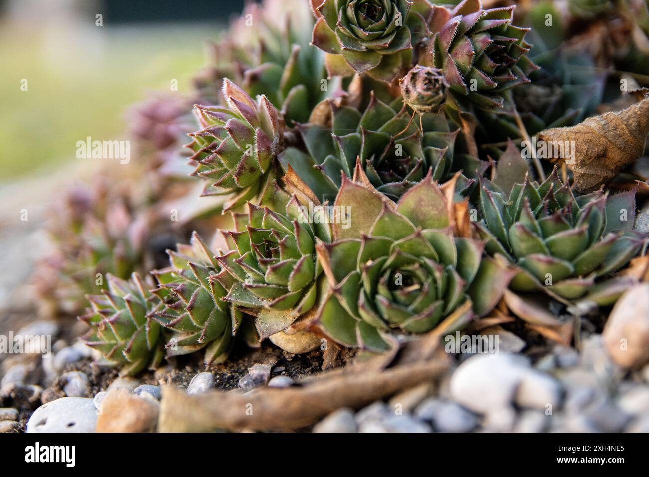 Grappolo succulento - Sempervivum tectorum in habitat naturale - verde vibrante con punte viola - intricati motivi di rosetta - circondato da ciottoli e. Foto Stock