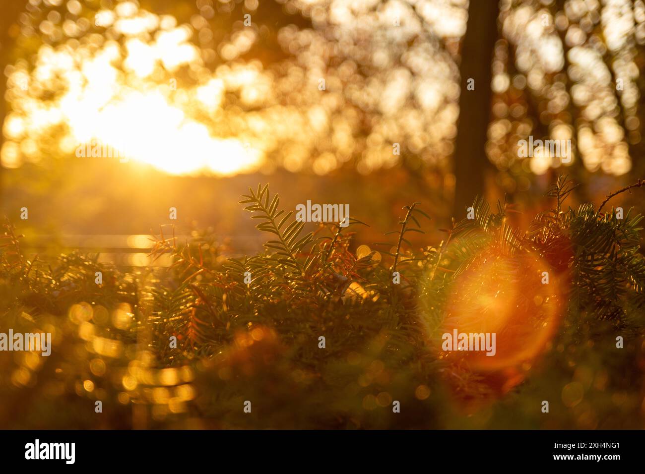 Fogliame illuminato al tramonto con luce soffusa dell'obiettivo - foglie verdi vivaci su uno sfondo boschivo dorato sfocato - una calda e tranquilla scena naturale. Presa a Toronto, California Foto Stock