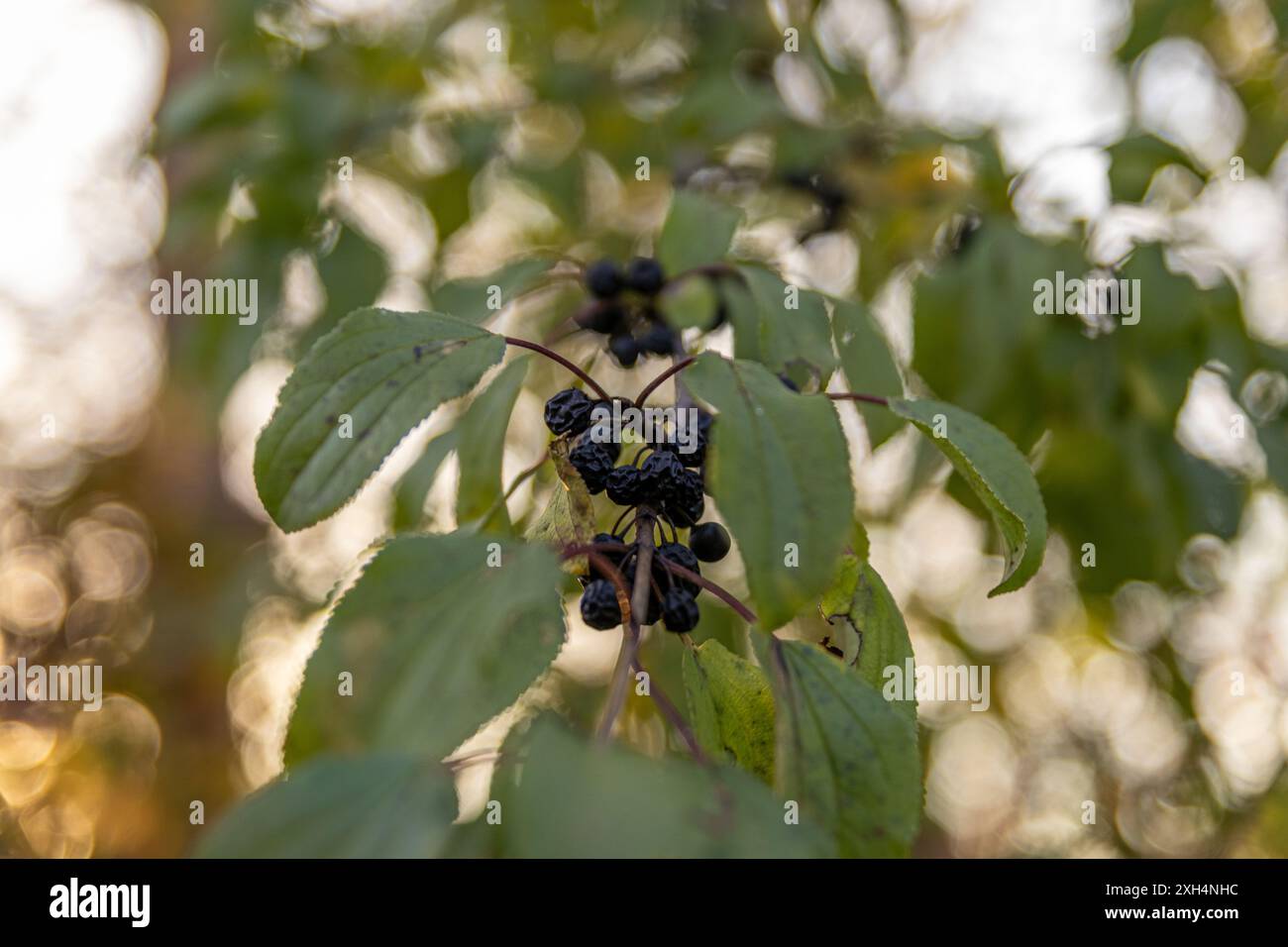 Primo piano di frutti di bosco neri maturi su un cespuglio bramble - sfondo morbido con luce solare dorata che filtra tra le foglie. Presa a Toronto, Canada. Foto Stock