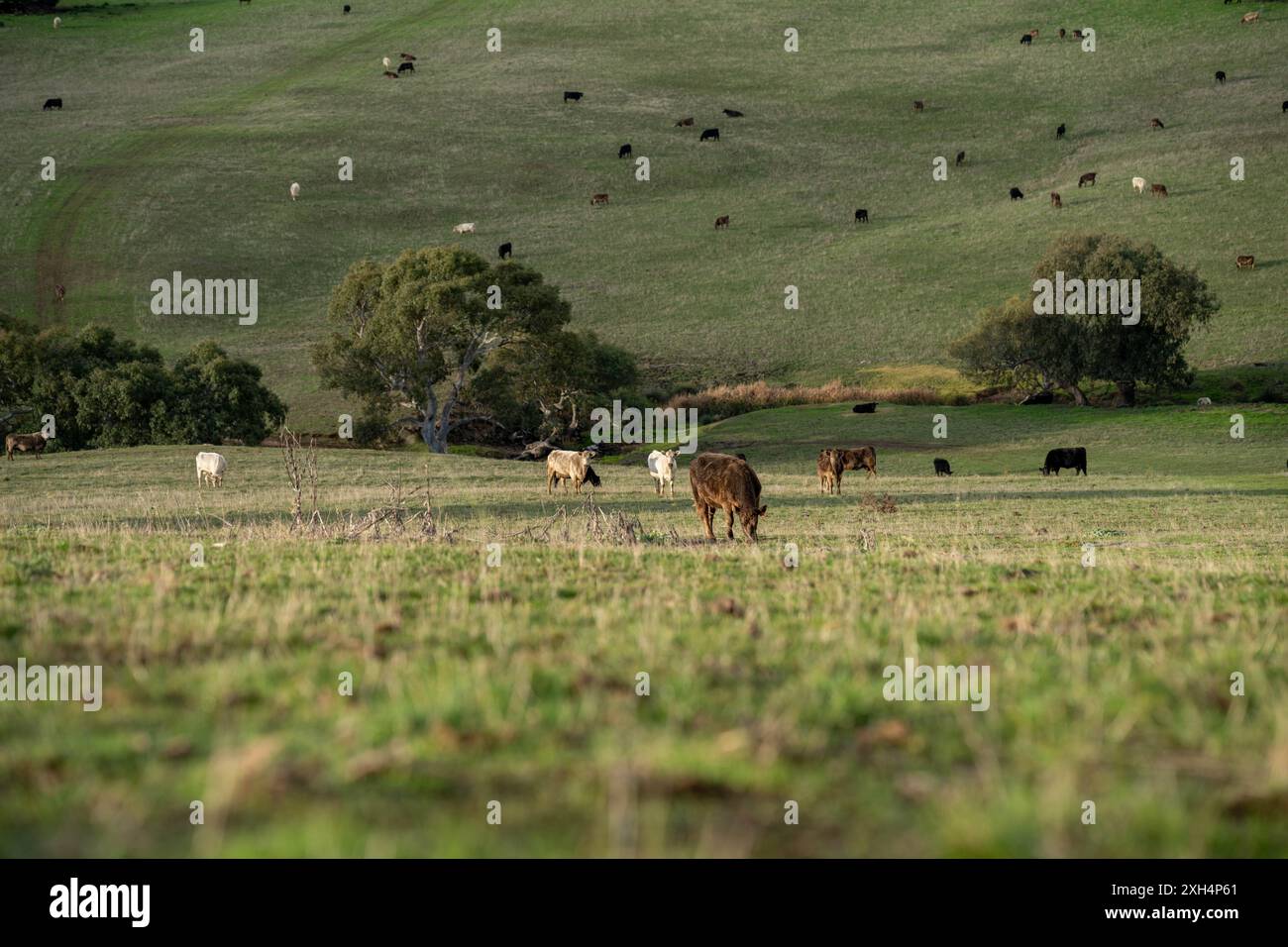 Allevamento sostenibile in Australia: Pratiche rigenerative per il pascolo del bestiame nei pascoli resistenti alla siccità in australia Foto Stock