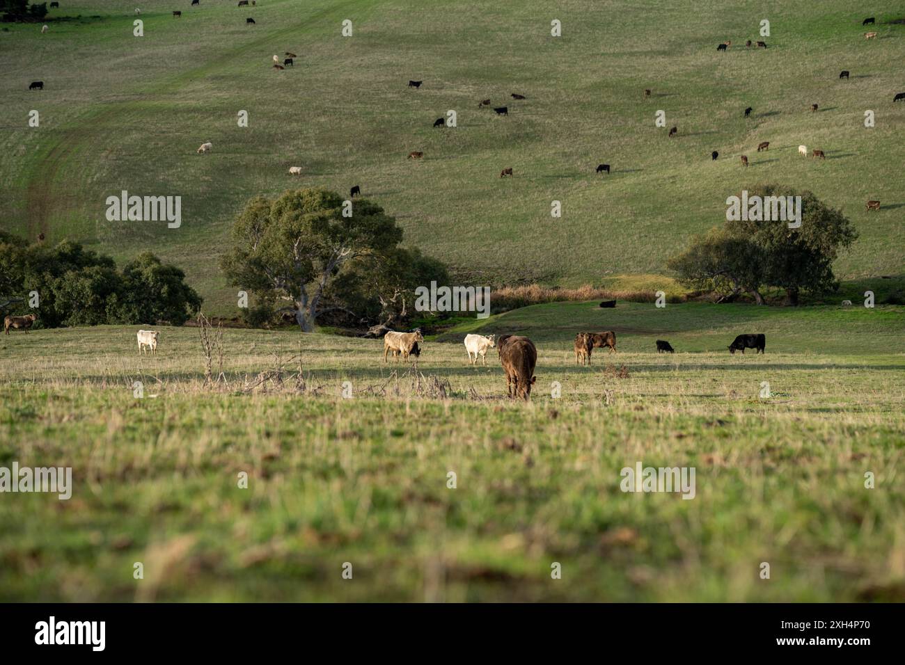 Pratiche agricole sostenibili: Migliorare gli ecosistemi, i mezzi di sussistenza e la resilienza attraverso approcci olistici e neutri dal carbonio Foto Stock