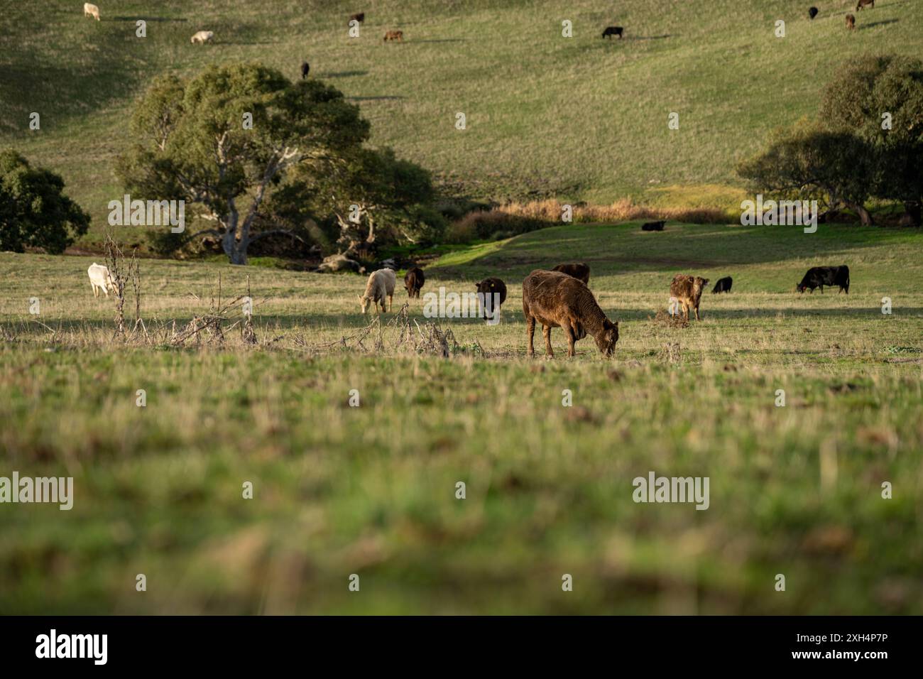 Allevamento sostenibile in Australia: Pratiche rigenerative per il pascolo del bestiame nei pascoli resistenti alla siccità in australia Foto Stock