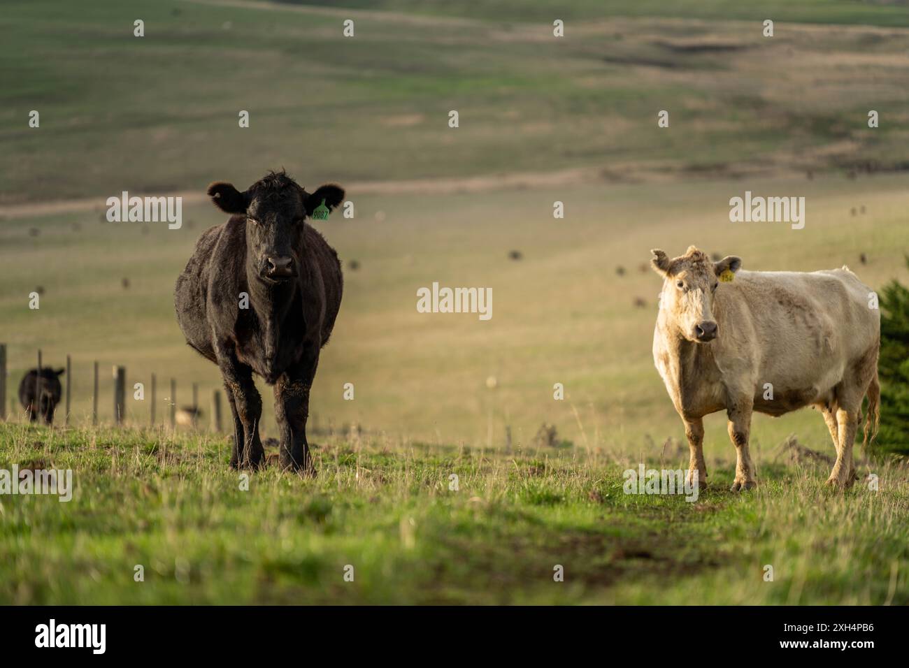Pratiche agricole sostenibili: Migliorare gli ecosistemi, i mezzi di sussistenza e la resilienza attraverso approcci olistici e neutri dal carbonio Foto Stock