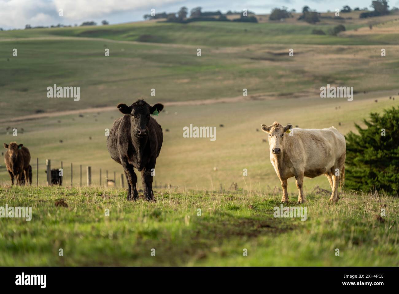Allevamento sostenibile in Australia: Pratiche rigenerative per il pascolo del bestiame nei pascoli resistenti alla siccità in australia Foto Stock