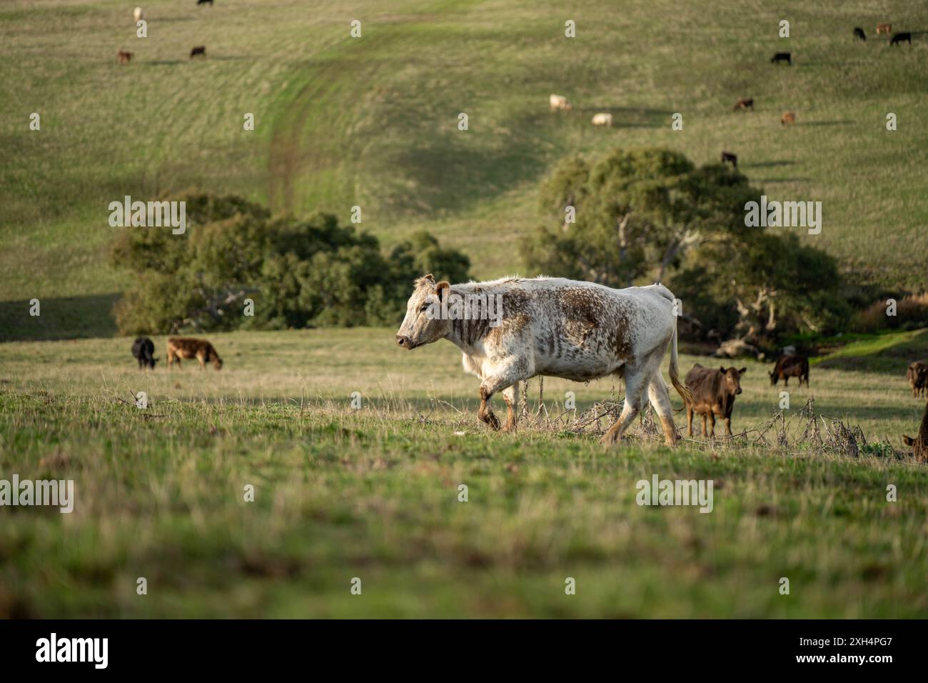Allevamento sostenibile in Australia: Pratiche rigenerative per il pascolo del bestiame nei pascoli resistenti alla siccità in australia Foto Stock