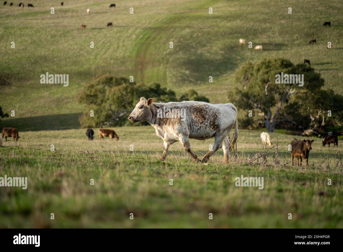 Pratiche agricole sostenibili: Migliorare gli ecosistemi, i mezzi di sussistenza e la resilienza attraverso approcci olistici e neutri dal carbonio Foto Stock