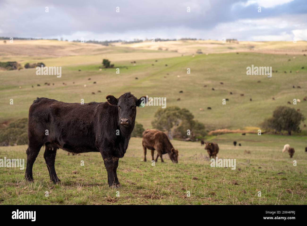 Allevamento sostenibile in Australia: Pratiche rigenerative per il pascolo del bestiame nei pascoli resistenti alla siccità in australia Foto Stock