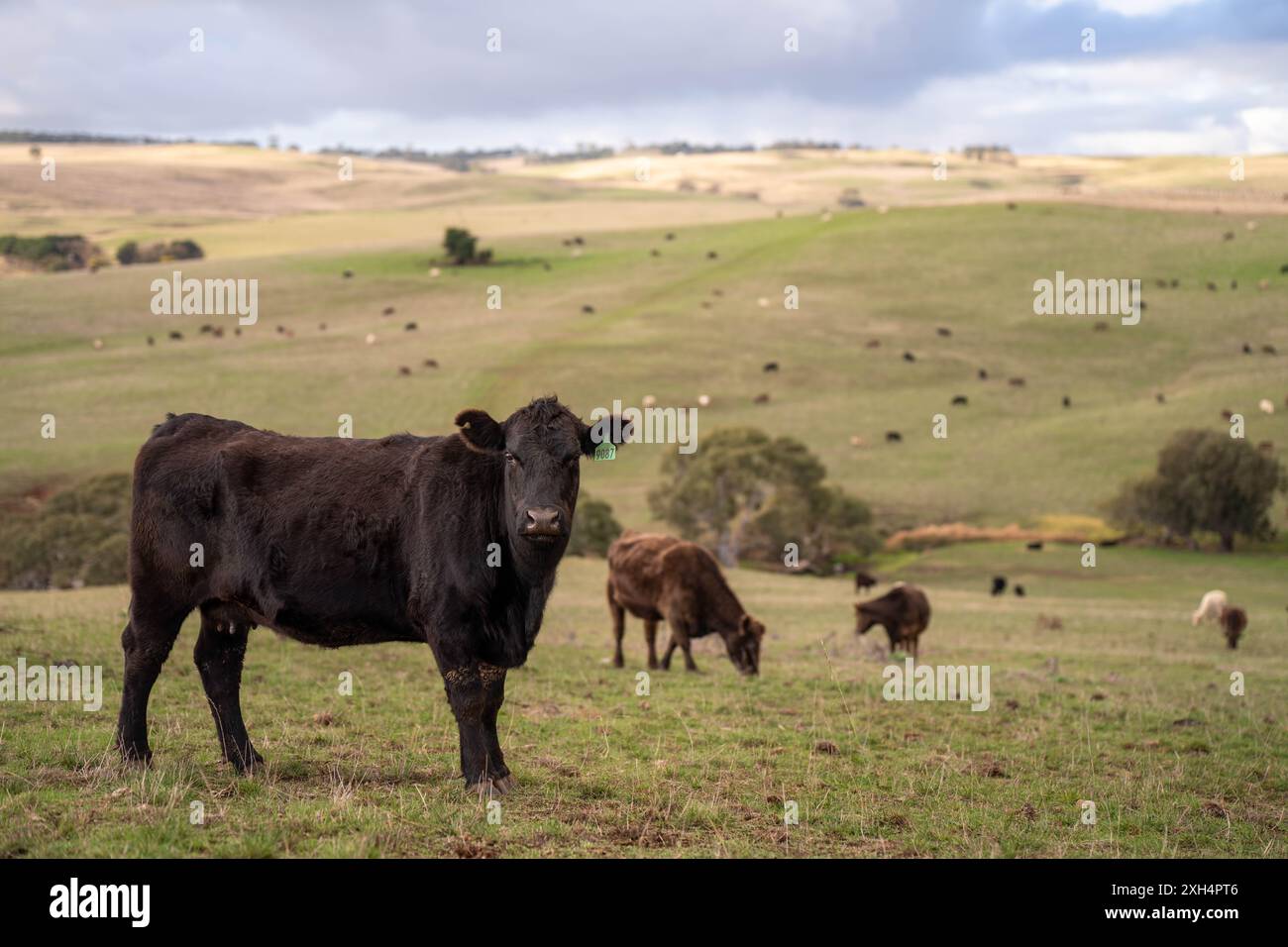 Pratiche agricole sostenibili: Migliorare gli ecosistemi, i mezzi di sussistenza e la resilienza attraverso approcci olistici e neutri dal carbonio Foto Stock