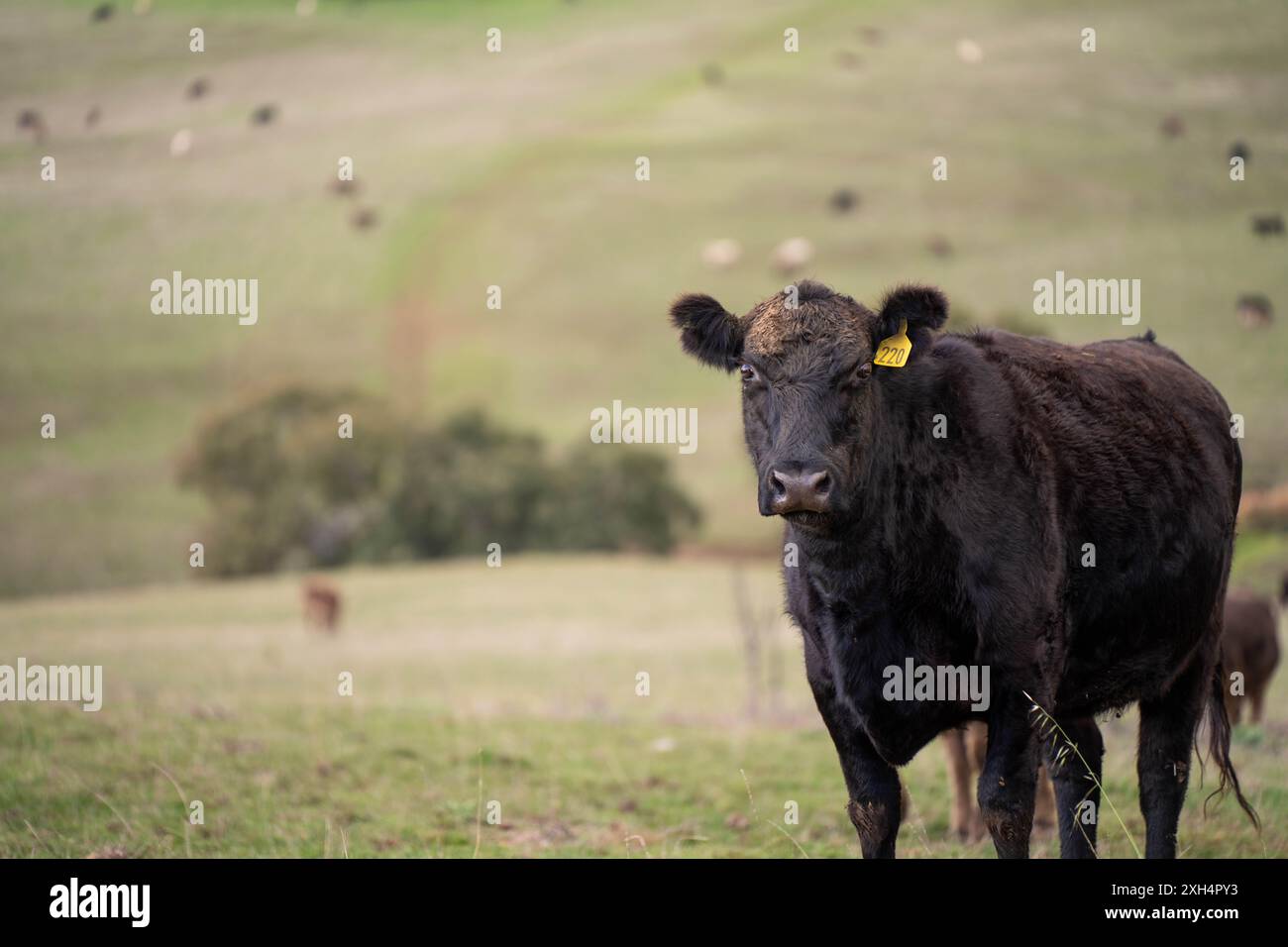 Allevamento sostenibile in Australia: Pratiche rigenerative per il pascolo del bestiame nei pascoli resistenti alla siccità in australia Foto Stock