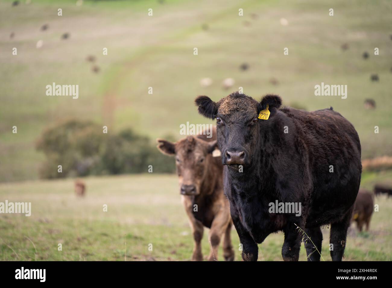 Pratiche agricole sostenibili: Migliorare gli ecosistemi, i mezzi di sussistenza e la resilienza attraverso approcci olistici e neutri dal carbonio Foto Stock