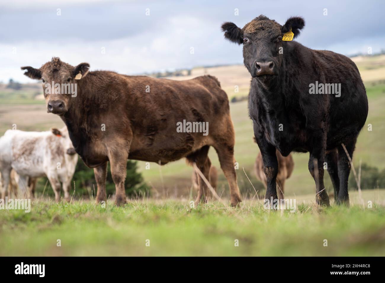 Pratiche agricole sostenibili: Migliorare gli ecosistemi, i mezzi di sussistenza e la resilienza attraverso approcci olistici e neutri dal carbonio Foto Stock