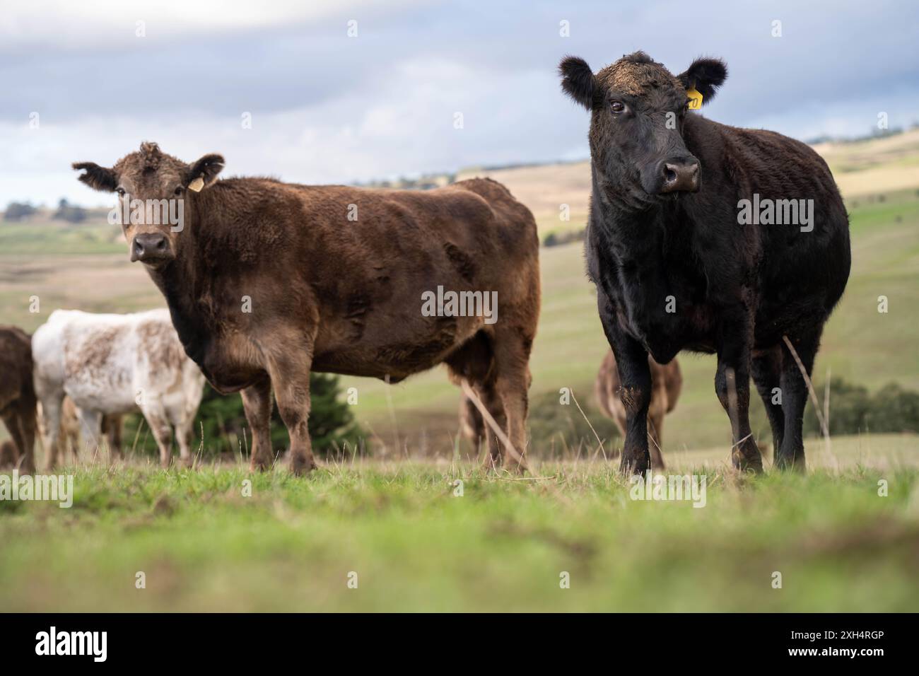 Allevamento sostenibile in Australia: Pratiche rigenerative per il pascolo del bestiame nei pascoli resistenti alla siccità in australia Foto Stock